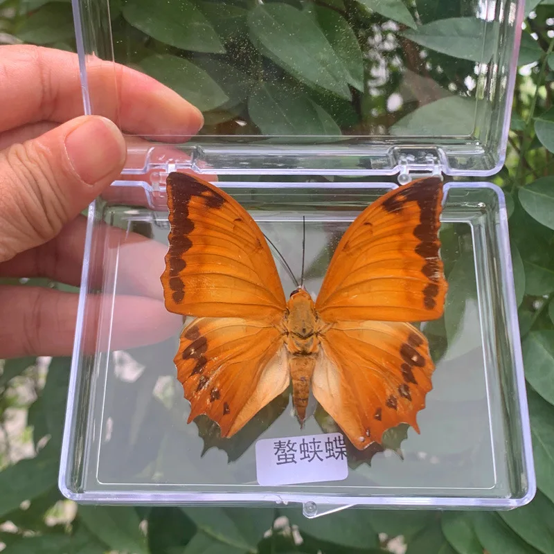 Natural Real Butterfly Specimens Rare And Exquisite Specimens For Home Decoration Display Collection In Teaching Special Gifts image 3