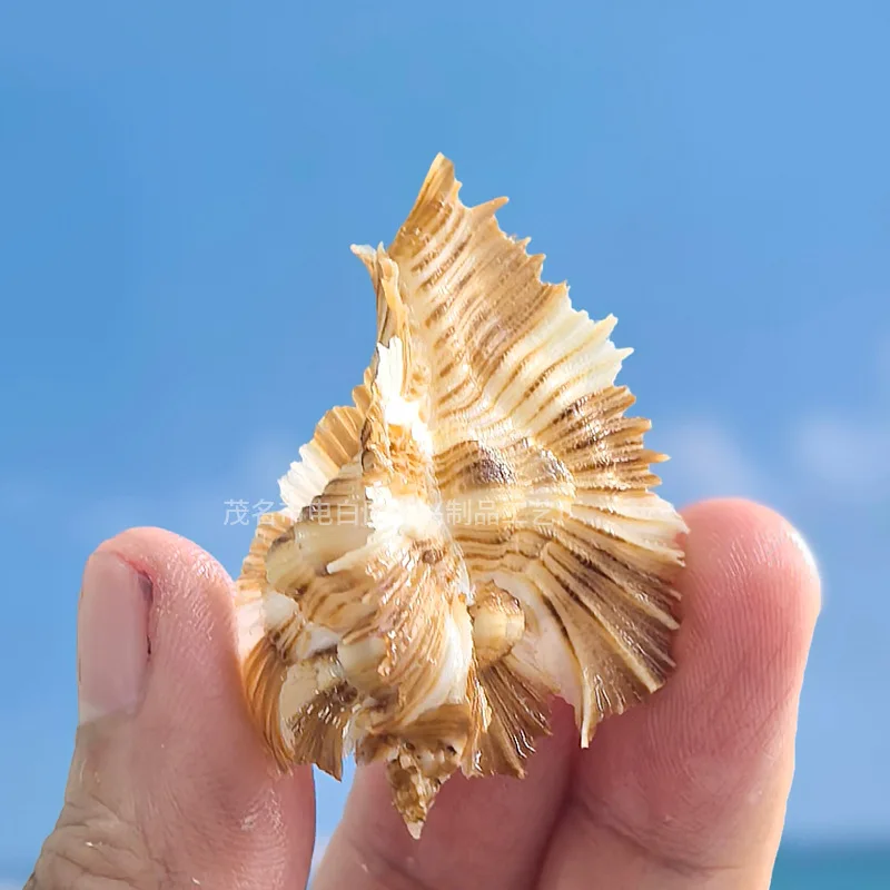 Banana snail natural conch shell rare specimen collection home decoration ornament fish tank landscaping photography