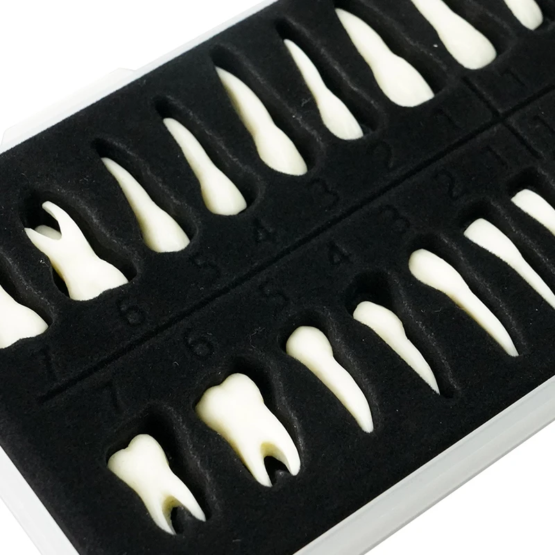 Dental Adult Teeth Model Full Mouth 1:1 Permanent Tooth Model with Root Upper Lower Teeth for Demonstration Teaching Studying