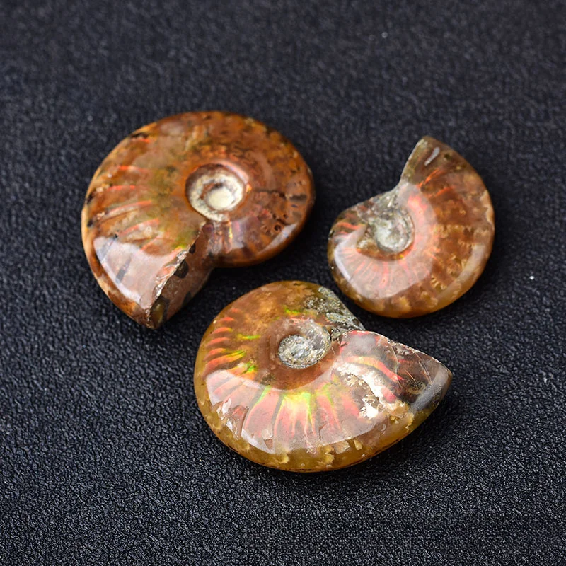 

Natural Nautilus Shell Ammonite Seashell Rare Sea Shells Home Decoration Accessories Aquarium Decoration Shell Decoration Crafts