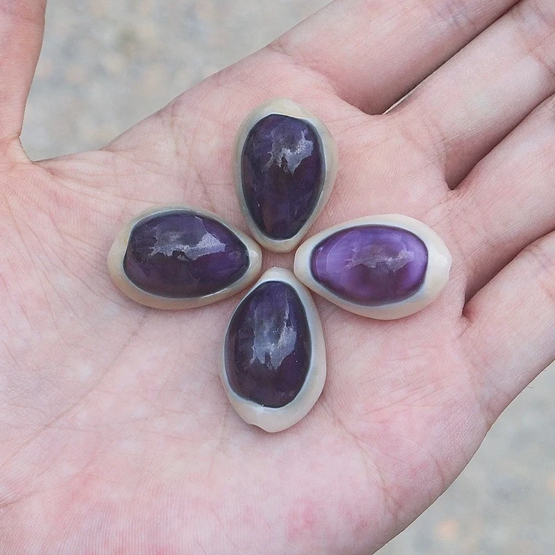 15Pcs Natural Small Conch Shell White Edge Purple Snail 2-2.5 Cm Rare Collection Specimen Snail Decorative Creative Gift