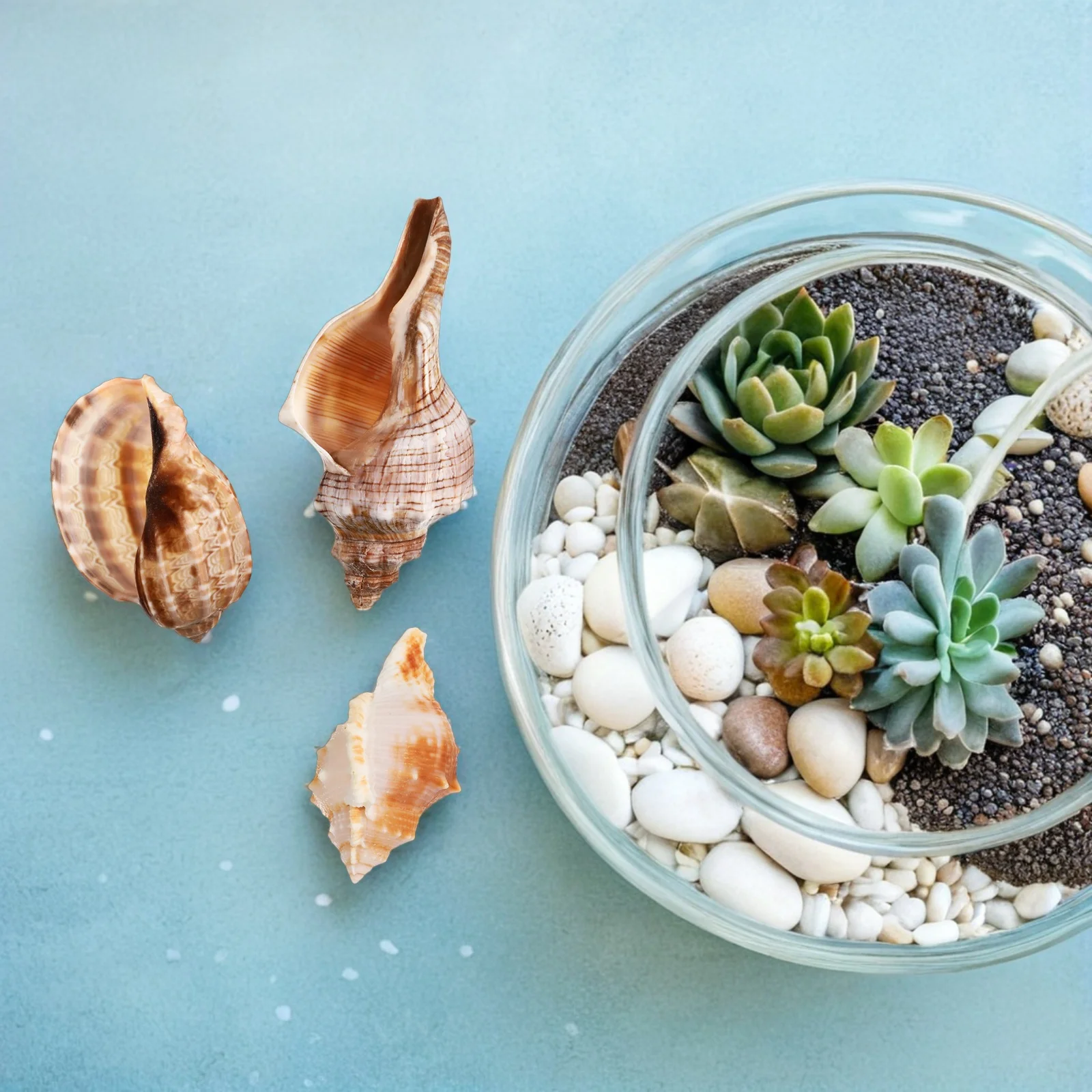 

6pcs Natural Conch Shells For Aquarium Fish Tank Decor Crab Habitat Accessory Ocean Theme Party Wedding Beach Home Mediterranean