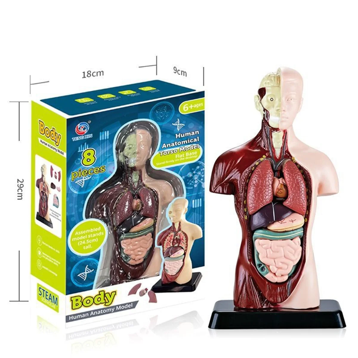 New Human Body Model with 7 Removable Organ Models,Educational Organ Anatomy Model for Biological Science Learning