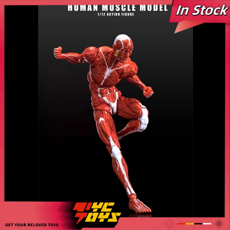 

In Stock 1/12 Scale Keepgoing Human Muscle Model Super Movable Joint Muscle Body Painting Reference Collect Figure