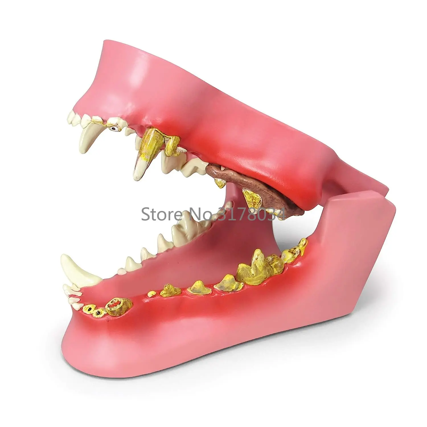 Canine Dental Model Animal Body Anatomy Replica of Dog Jaw w/Common Pathologies for Veterinary Office Educational Tool