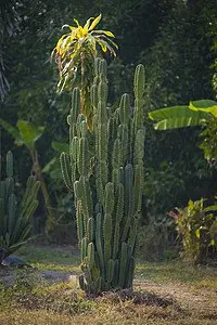 Foldable Car Sun Vi…