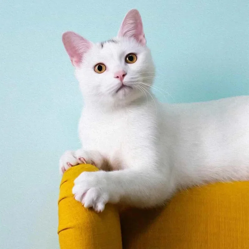 

Декоративные наклейки на B/C-стойки для BYD Yuan Up 2024-2026 - Декоративная накладка на среднюю стойку из поликарбоната, аксессуары для экстерьера автомобиля 2025