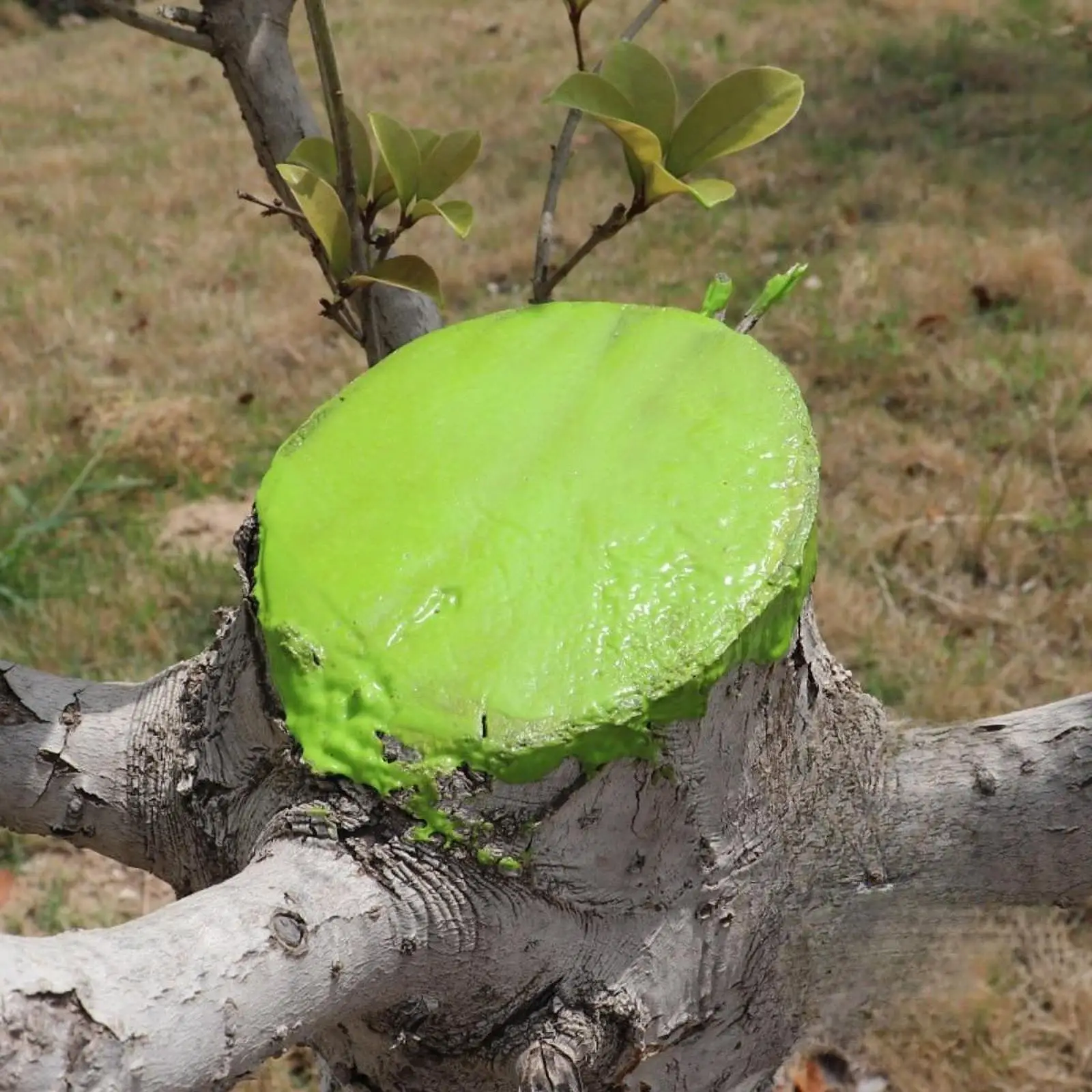Tree Wound Sealer Plant Grafting Paste Effective Pruning Sealer with Brush Plant Grafting Paste Smear Tree Repair Tools