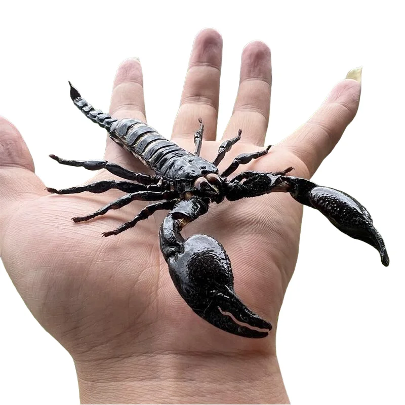 

1-10 PCS Real Black Scorpion Specimen Collection Home Decoration Accessories