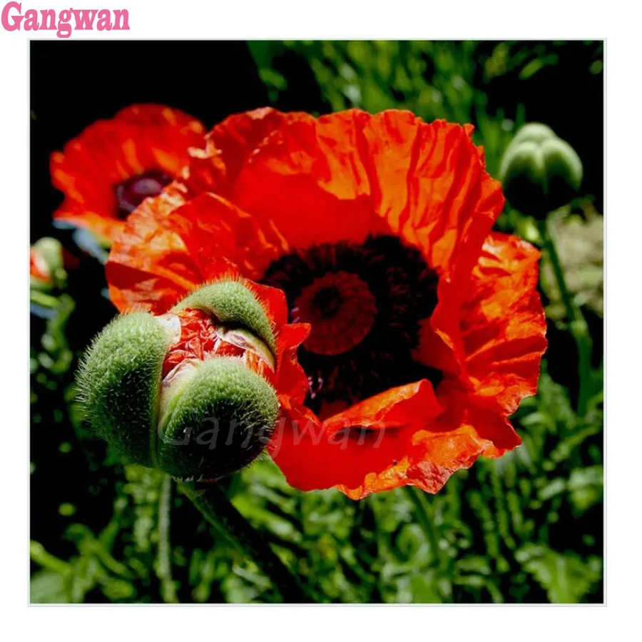 

Full DIY 5D Diamond Painting Red poppy flower Cross Stitch Diamond Embroidery Rhinestones Mosaic Diamond Mazayka home decoration