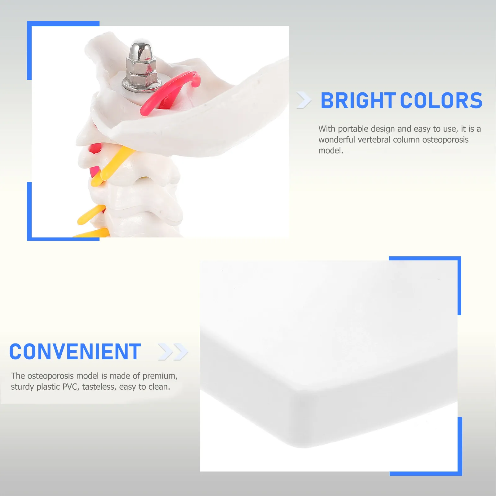 

1 шт. Модель позвоночника человека: гибкий ПВХ-макет для обучения врачей, студентов и практики в больницах