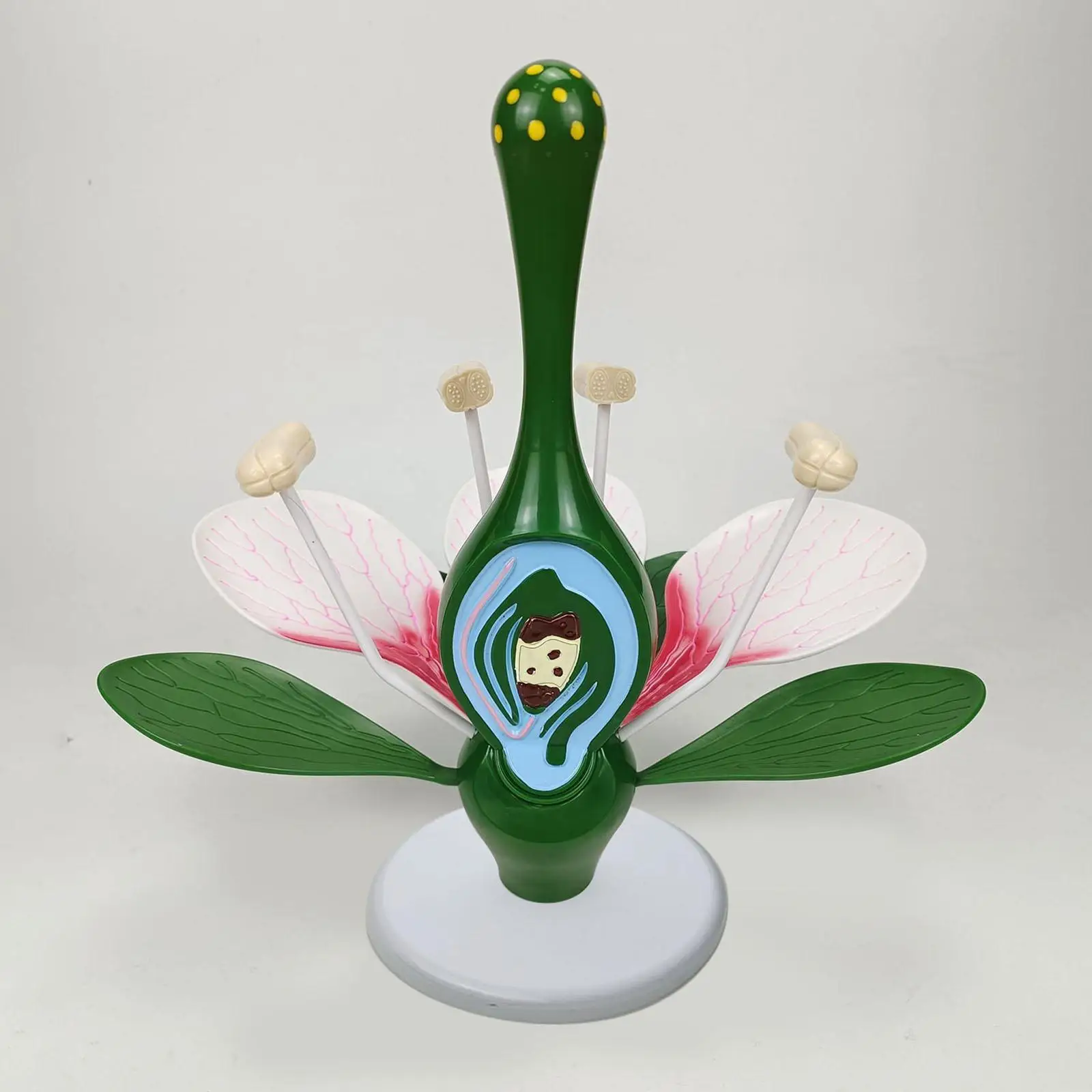 

Dicot Flower Model Peach Blossom Flower Model,Home Decor,Teaching Aids Sturdy Learning Toys Biology Teaching Instrument