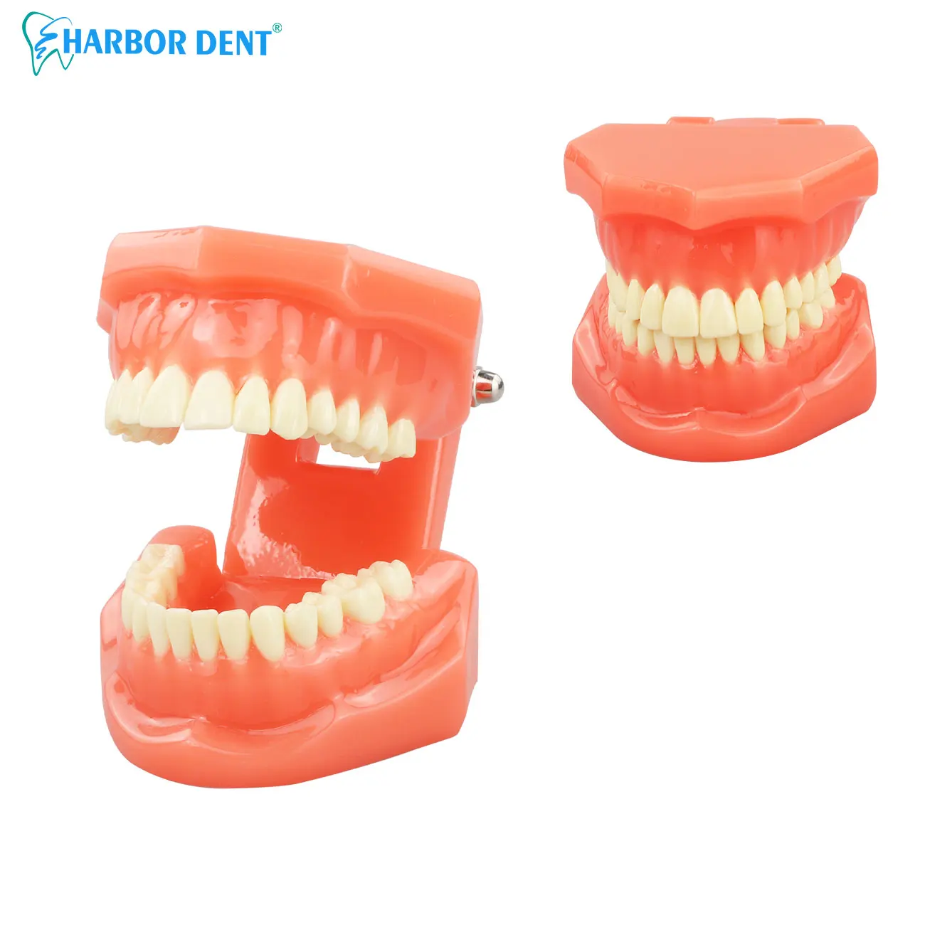 

Study Dental Standard Teeth Model Teaching Tooth Typodont Demonstration Model Dentists Dentistry Clinic