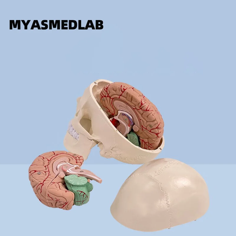 

Human Skull Attachment Model Detachable Brain Adult 1:1 Medical Skull Teaching Aids Brain Structure Model