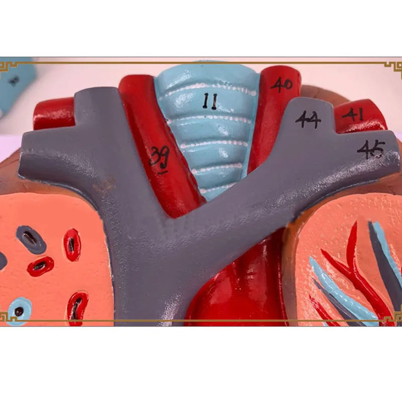 Imagem -05 - Modelo Anatômico Humano Modelo Médico Anatomia Pulmonar Sistema Respiratório Material Docente Laringe Coração Pulmão