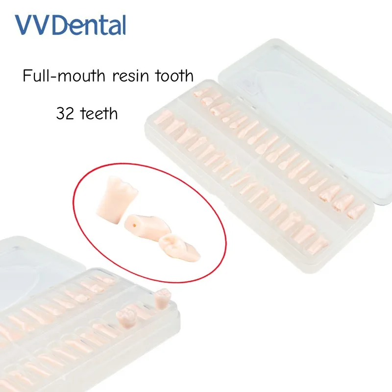 

VV Dental Full-mouth resin tooth Models 1:1 Simulation for Dental teaching/Patient Demonstration Lab Model 32Pcs/Set