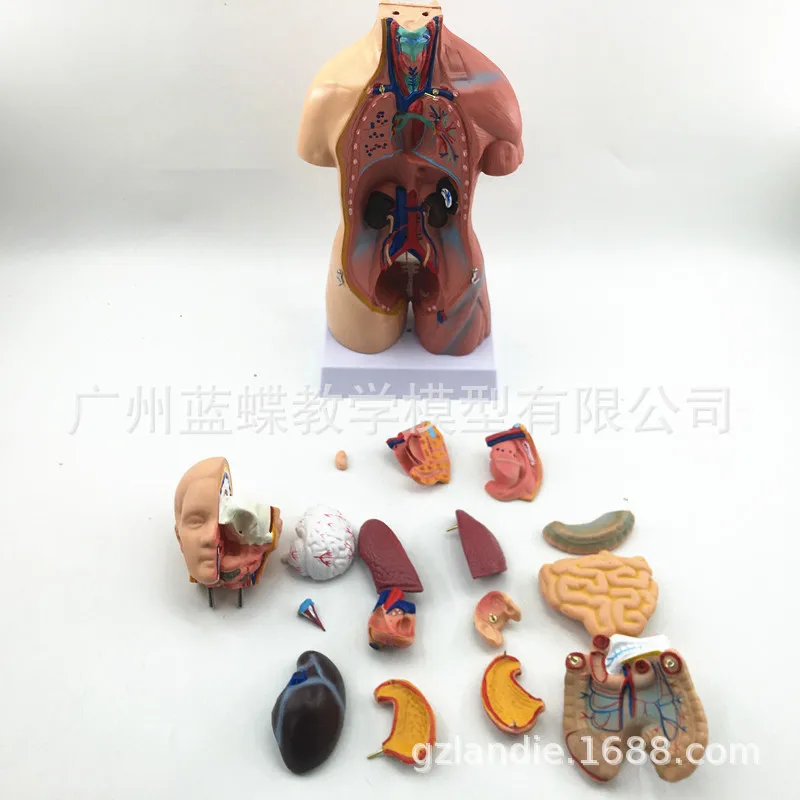 15parts 42CM Human Famale Torso Heart Brain Trachea Esophagus Aorta Diaphragm Lung Internal Organs Anatomical Model