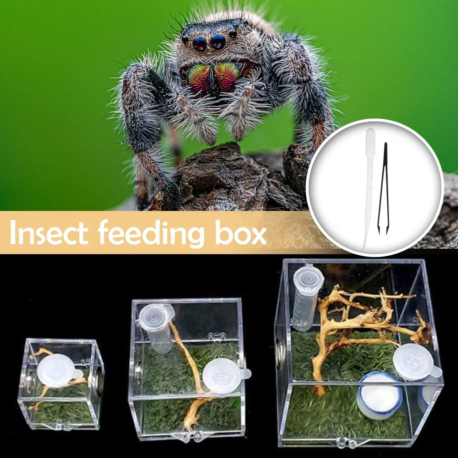 Spider Reptile Insect Feeding Box Reptile Breeding Box Terrarium Accessories Insect Box For Spider Cricket Snail Tarantula