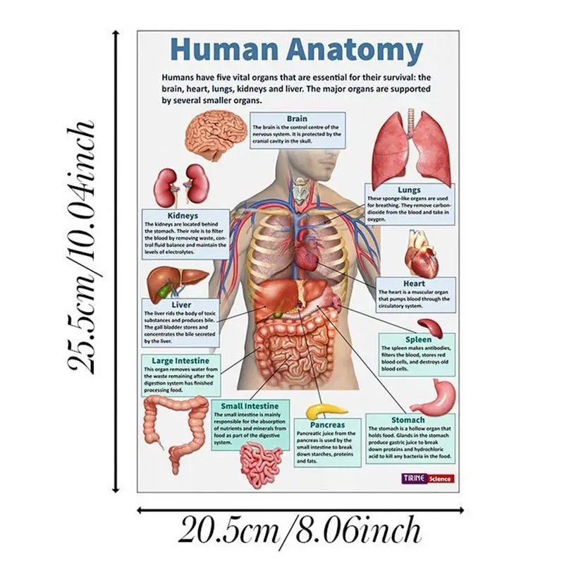 Skeletal System Poster 16 Pieces Nervous Posters Comprehensive Anatomical Chart For Home Study Wall Nursing Classroom Hospital