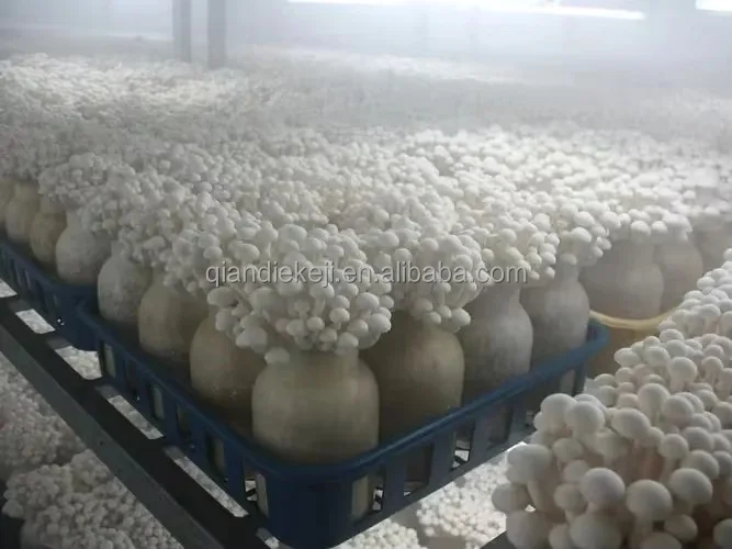 vachinery Mushroom Growing Greenhouse air Humidity Control System Ultrasonic HumidifierIndustrial Humidification