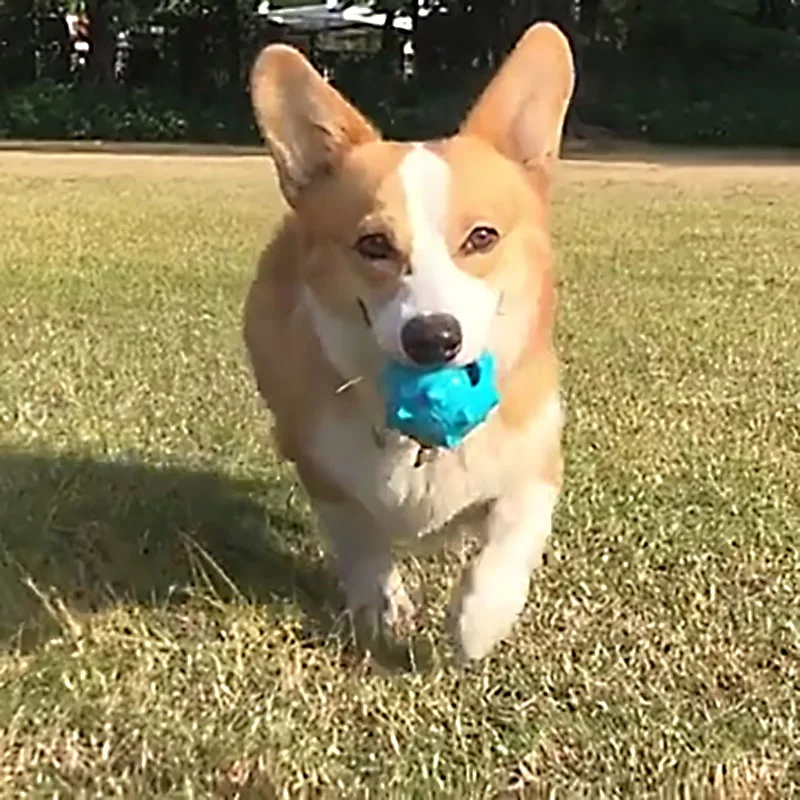 CAITEC Dog Toys Squeaking Ball Floatable Springy Squeaky Bite Resistant Double layer Soft Great for Tossing and Chasing