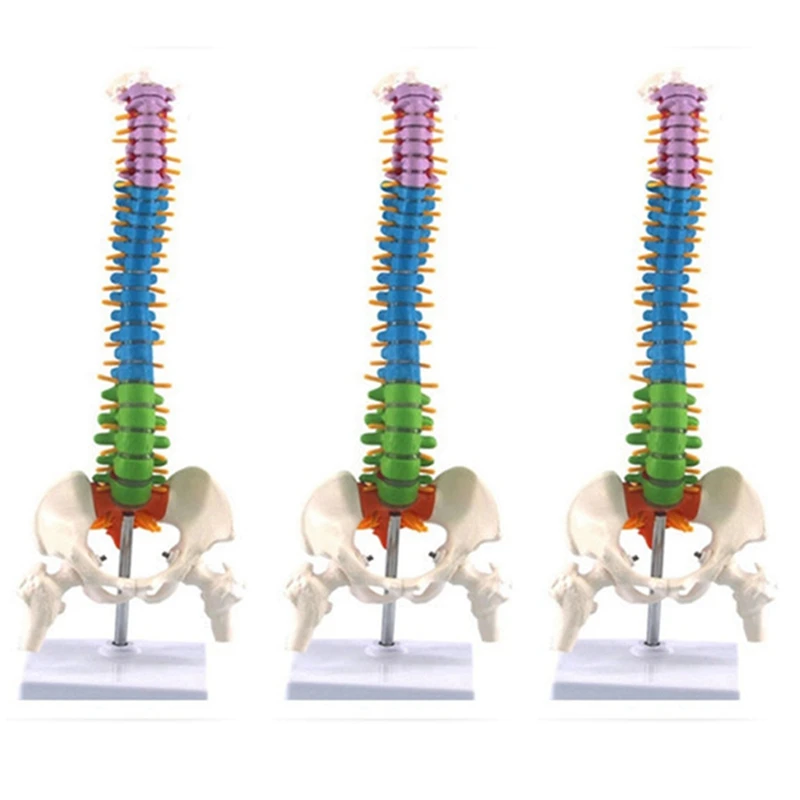 

3Pcs 45Cm With Pelvic Human Anatomical Anatomy Spine Spinal Column Model Teaching Resources For Students