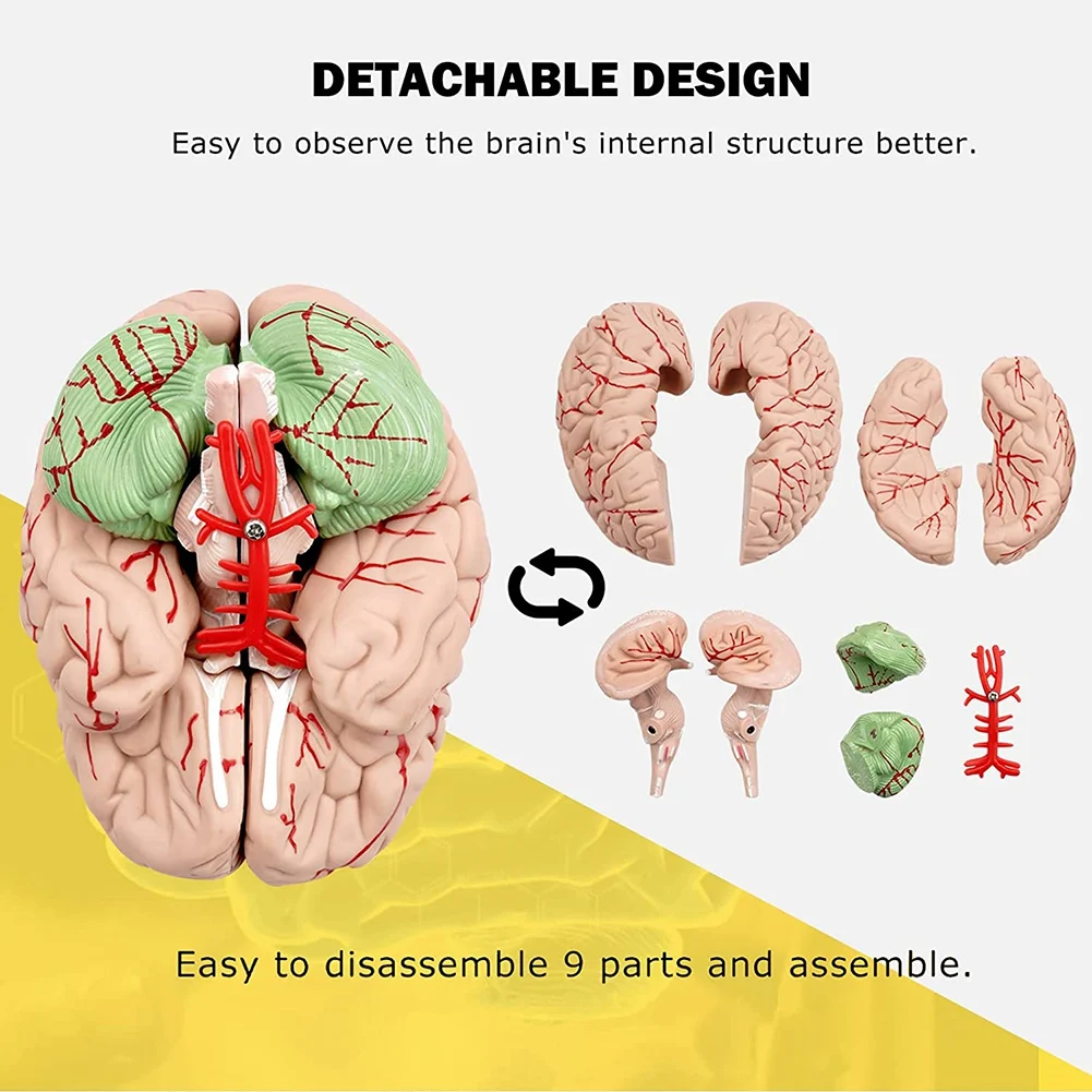 Human Brain,Life Size Human Brain Anatomy Model with Display Base, for Science Classroom Study & Teaching Display B