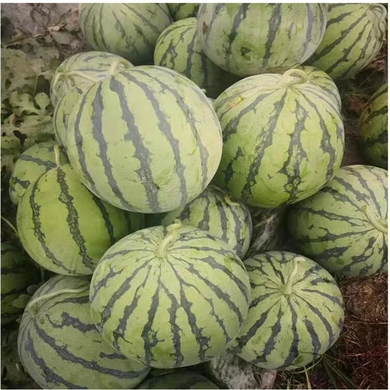 30g Watermelon Melon Specific Foliar Fertilizer Expanding Agent Sweetener Anti Cracking Increased Yield Flower, Fruit view 5