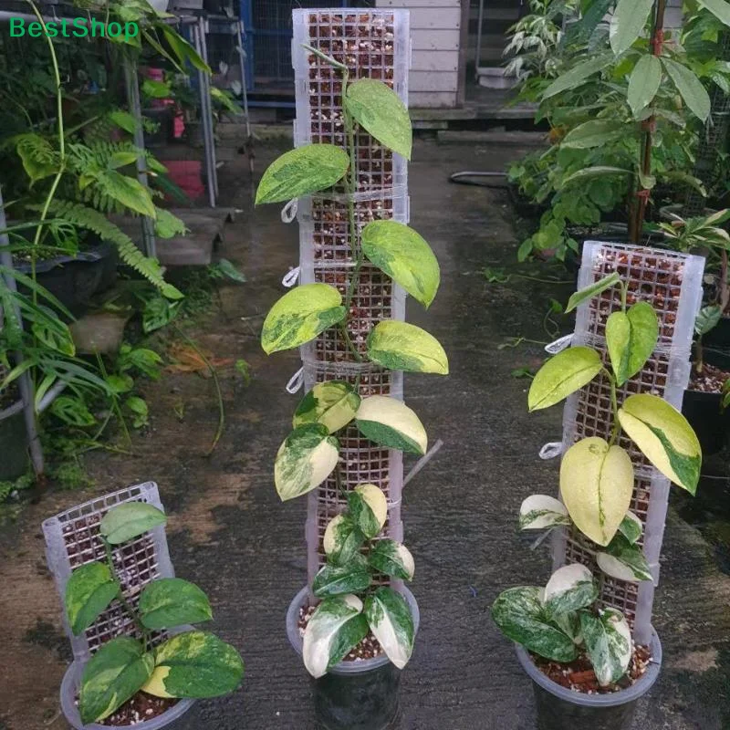 〔N〕Plastic Plant Cl…