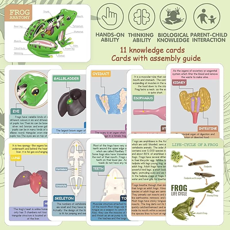 4D Frog Anatomy Model Montessori Toys Detachable Frog Organs STEM Biology Education Teaching Aid Early Learning Toy for Children