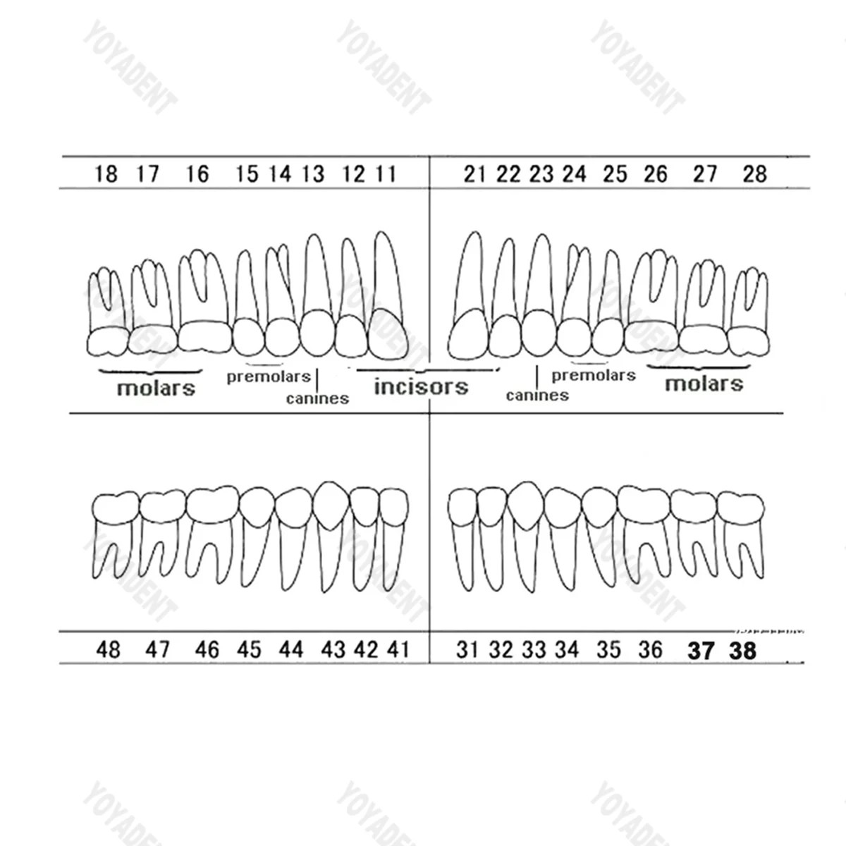 Frasaco A3/AG3 유형 치과 치아 모델, 제거 가능한 치아 입자, 환자 교육 데모 치과 도구, 전체 치아 32 개