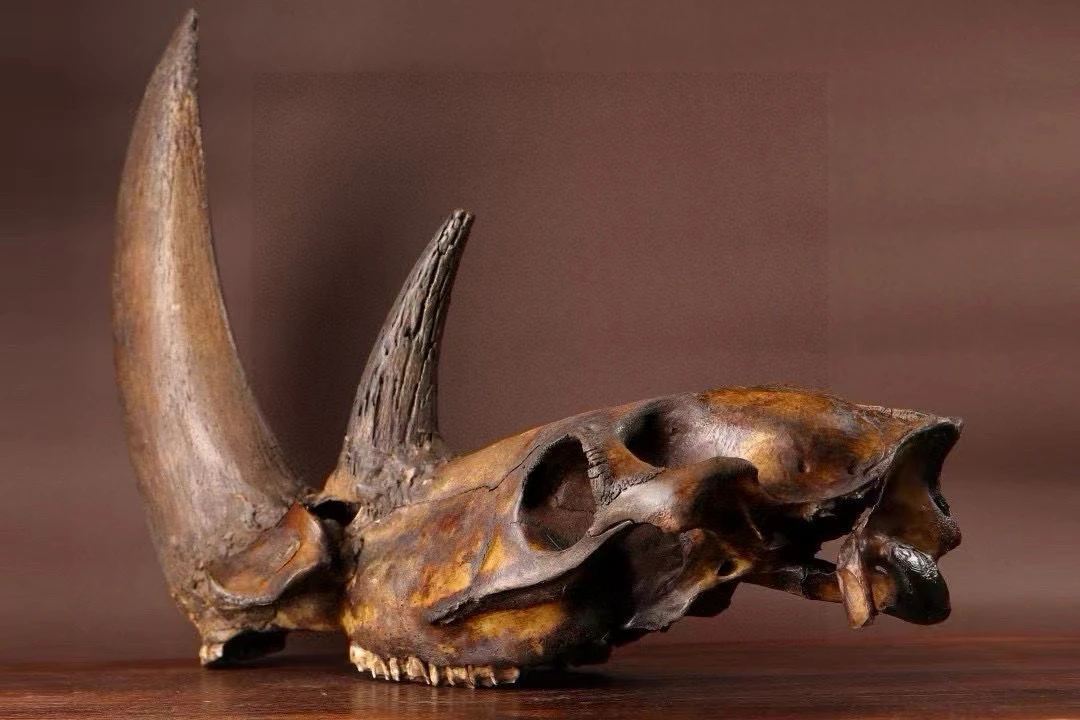 

Шерстяной носорог Ice Age, ископаемый череп, орнамент в музейном качестве сохраненной полной коллекции