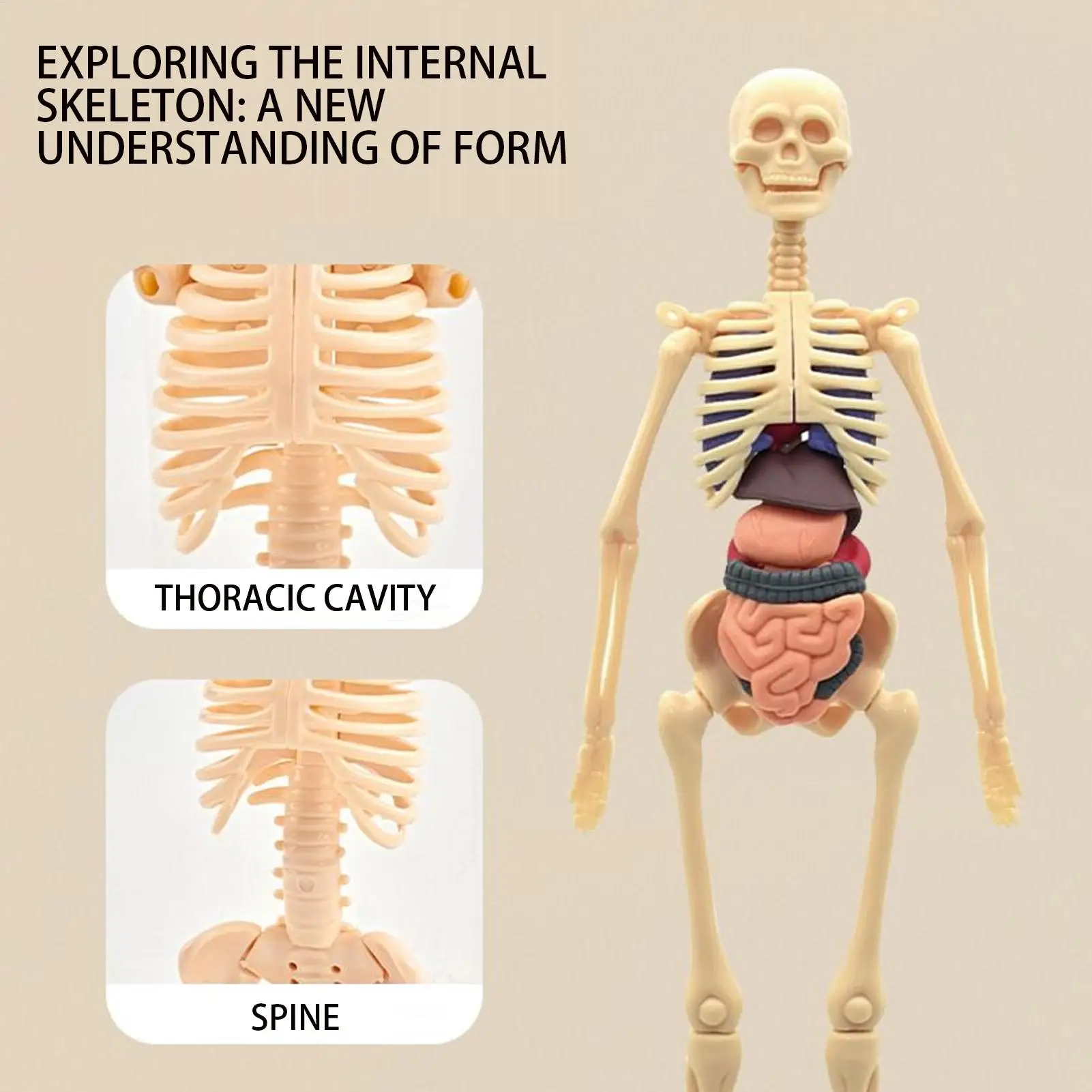 Human Anatomy Model 3D Human Body Science Kit Toys With Bone Educational Study Tools For School Classroom Home Library