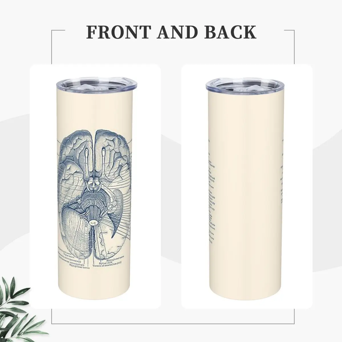 Brain Nervous System Diagram Stainless Steel Tumbler Vacuum Insulated Mugs Thermal Cold Cups Straws With Lid 20oz