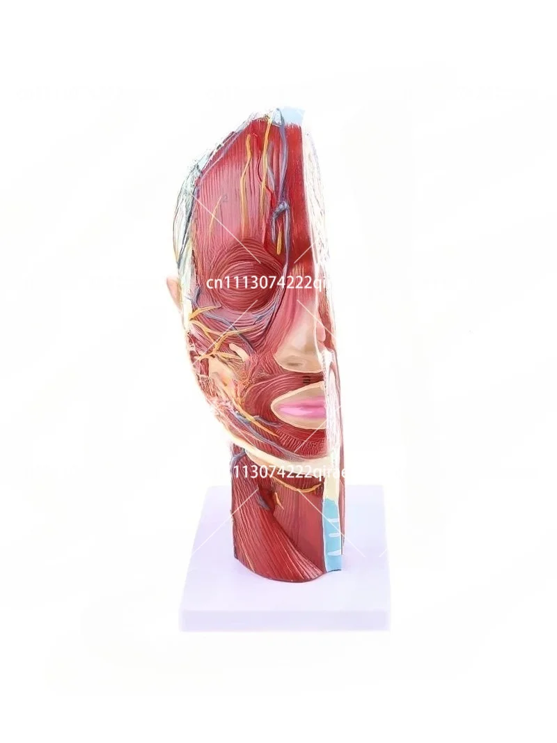 Human Anatomical Half Head Face Neck Section Model for Anatomy Study