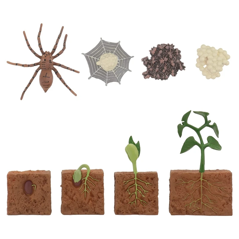 8 Pcs Spider Growth Cycle Animal Growth Cycle Biological Model Toys Kids Cognitive Animal Figures Educational Kit