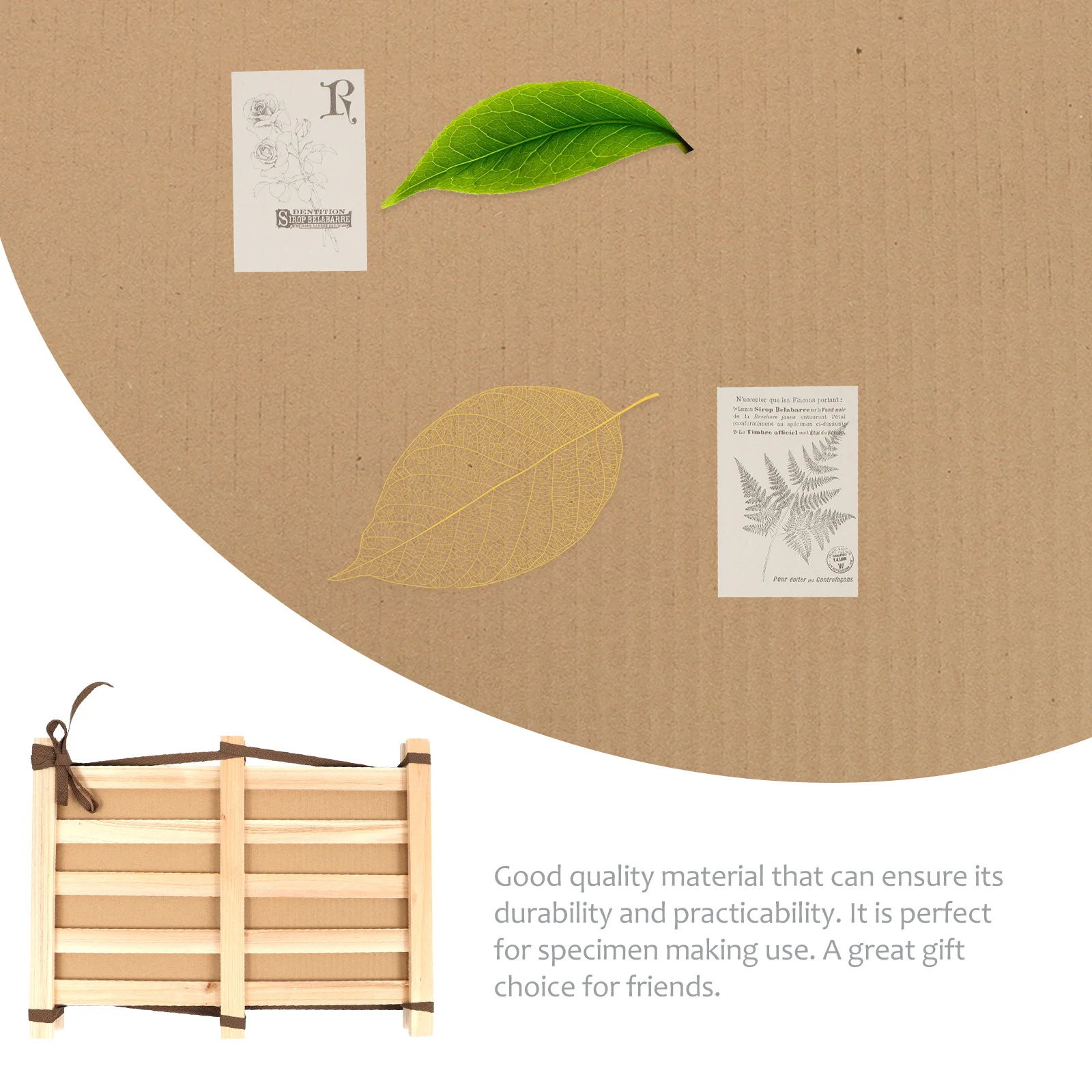 

1 Set Wooden Specimen Clip Plant Holder For Herbarium Making Durable Educational Tool Laboratory Equipment Portable Specimens