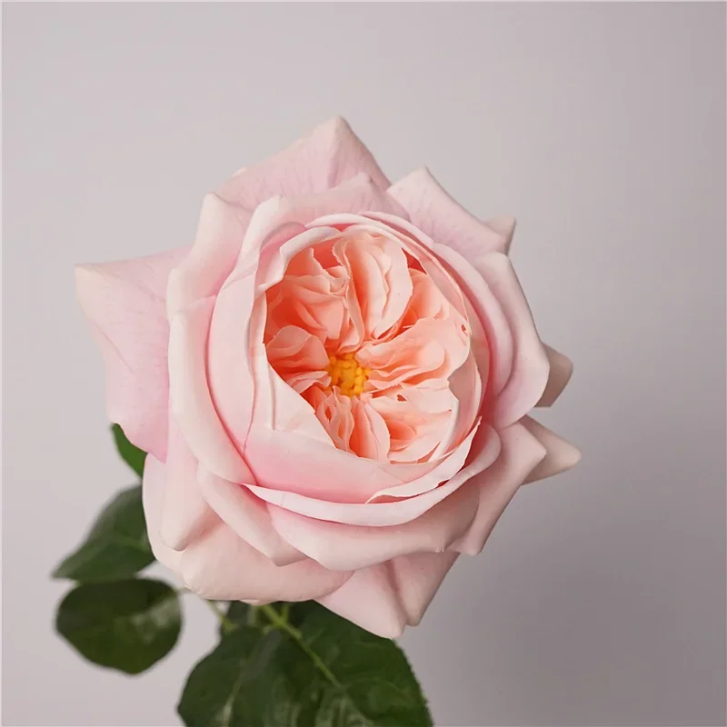 5 Stück Feuchtigkeitsspendende Austin Latex-Rosen, Künstliche Blumen mit Echtem Touch, Luxuriöse Heimdekoration, Party, Event, Hochzeit, Rosen-Blumenstrauß – Detail 6