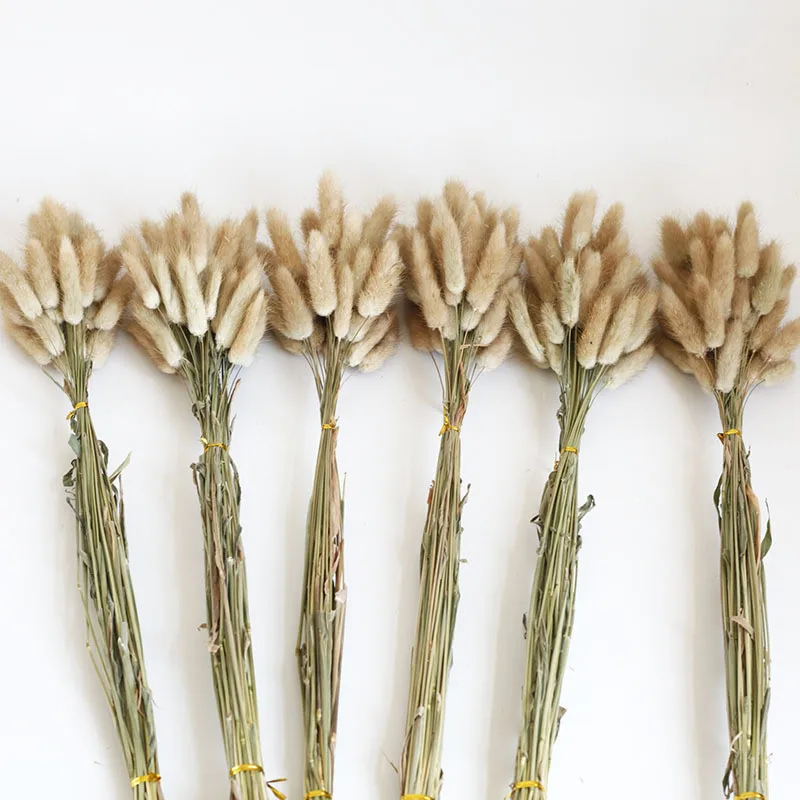 

Immortal Dried Flower Rabbits Tail Grass Natural Primary Color Nunny Tail Flore For Christmas Wedding Home decor