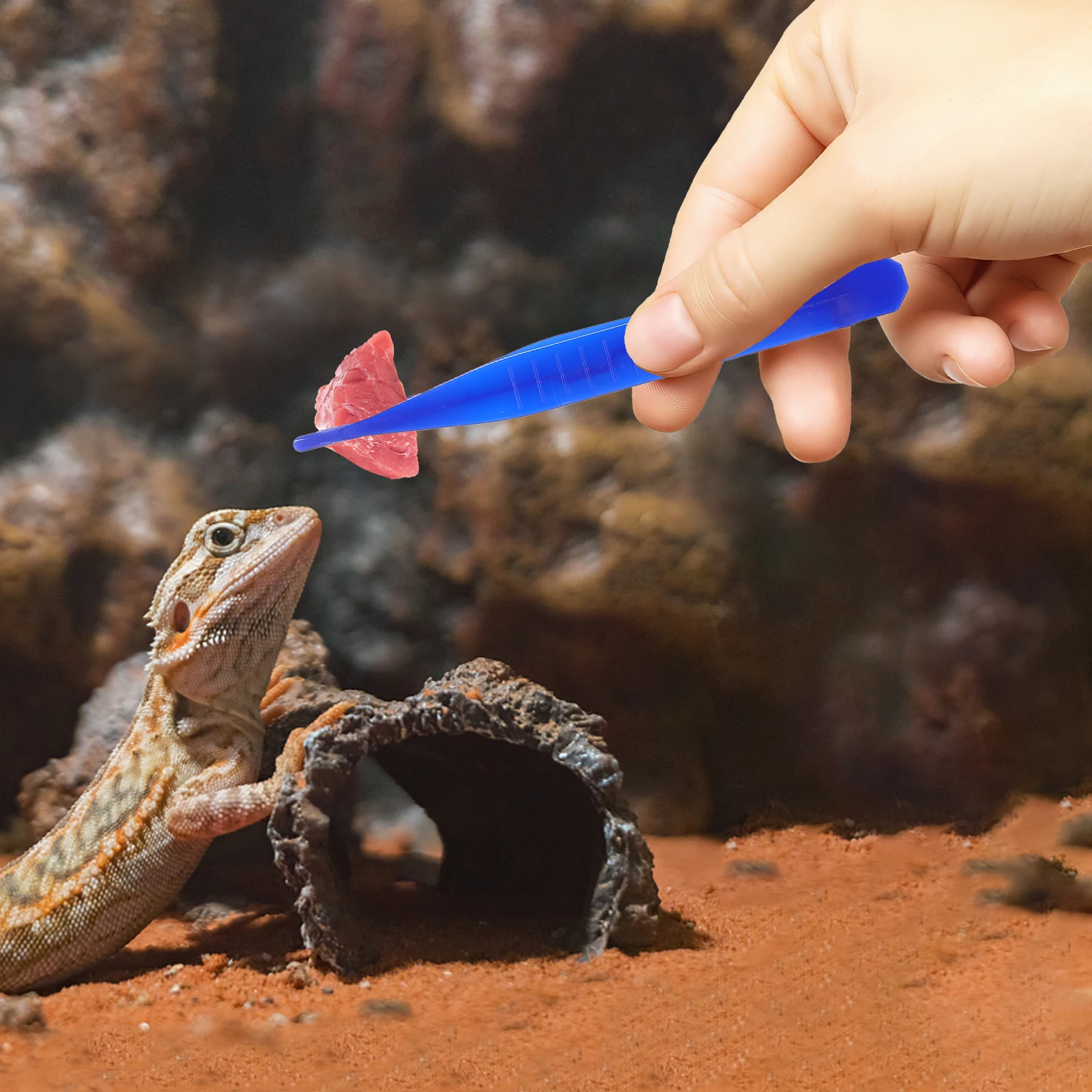 

6 Pcs Plastic Tweezers Lizard Feeding Tongs Reptile Reptiles Glass