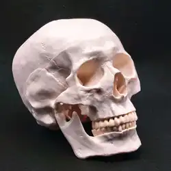 PVC Natural Life Size Human Skull Model High Simulation Anatomical Flexible For Medical Art painting Teaching
