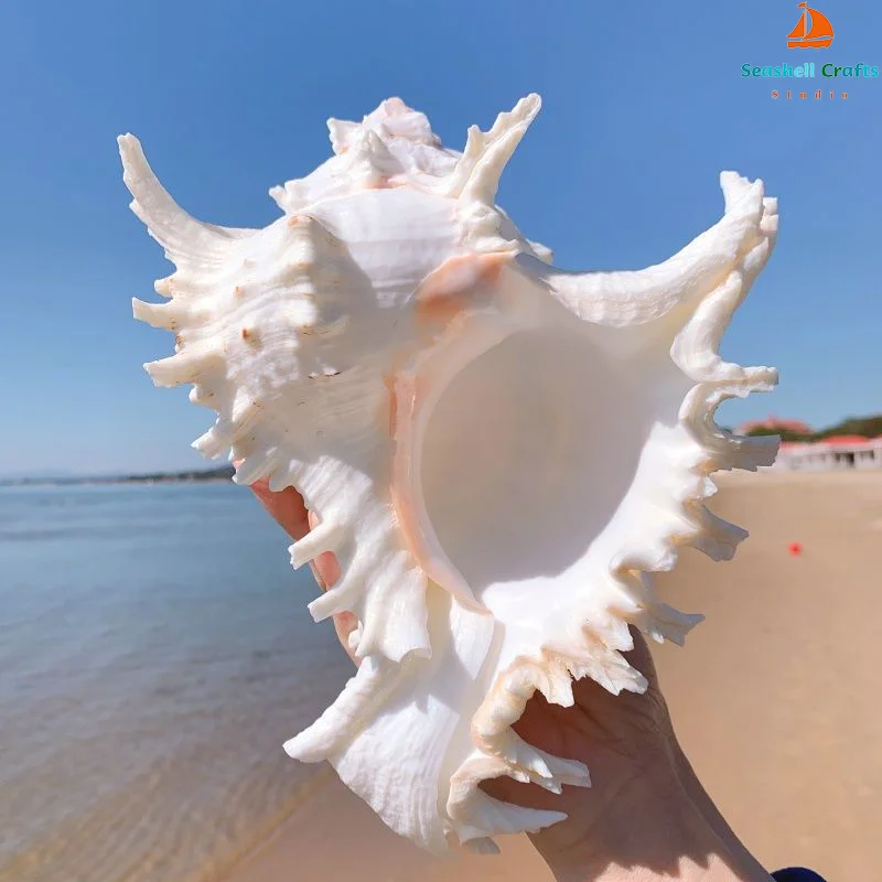 16-23CM Natural Large Conch Shell Kirin Snail Murex Ramosus Shell Collection Gift African Turban Seashell Coral Conch Home Decor