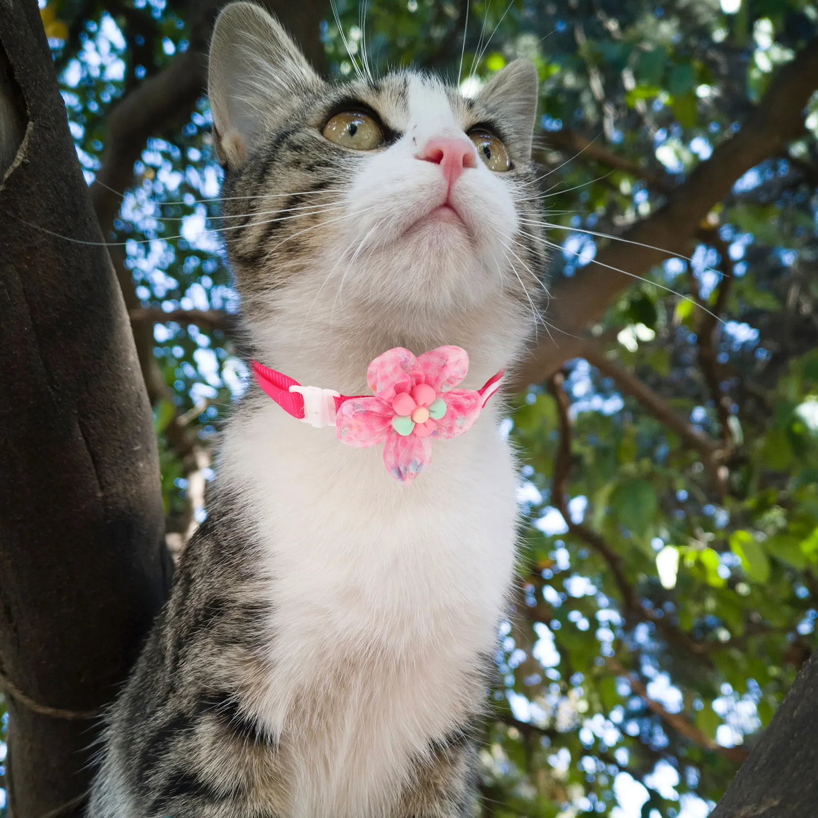 

6 Pcs Pet Cat Dog Collar Flower Adjustable Stylish Premium Comfortable Supple Breathable Design Festive Party Supplies Kitten