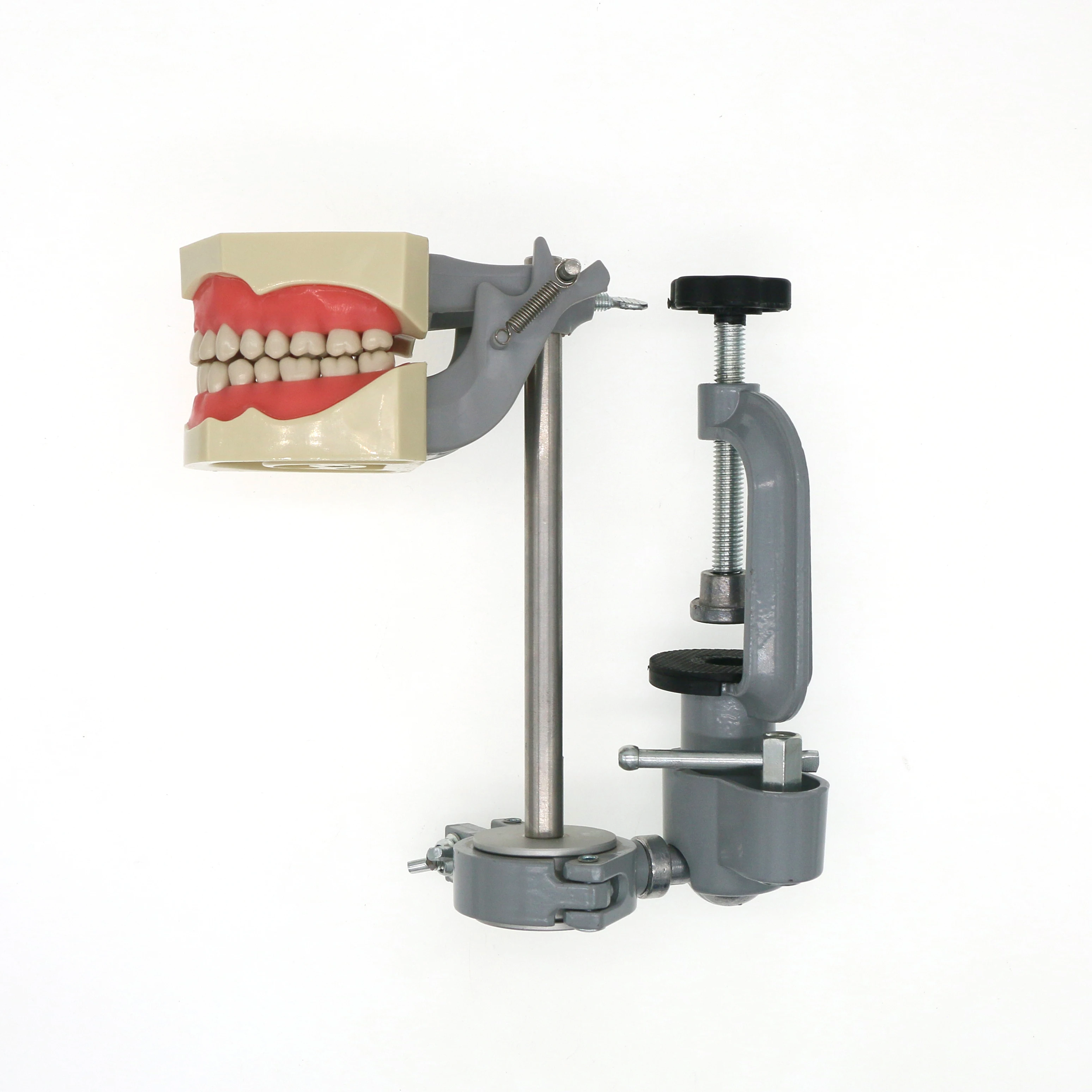 Columbia Dentoform 860 Type Dental Typodont Model With 32pcs Removable Teeth