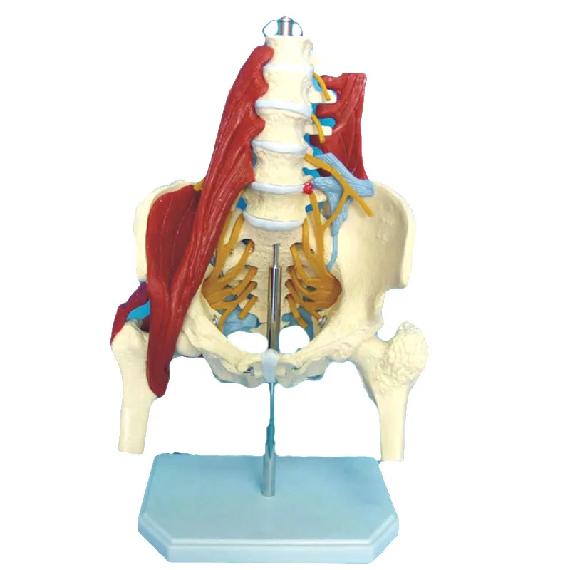 

Human Skeleton Lumbar with Muscle Anatomical Teaching Model Pelvic Lumbar Disc Protrusion