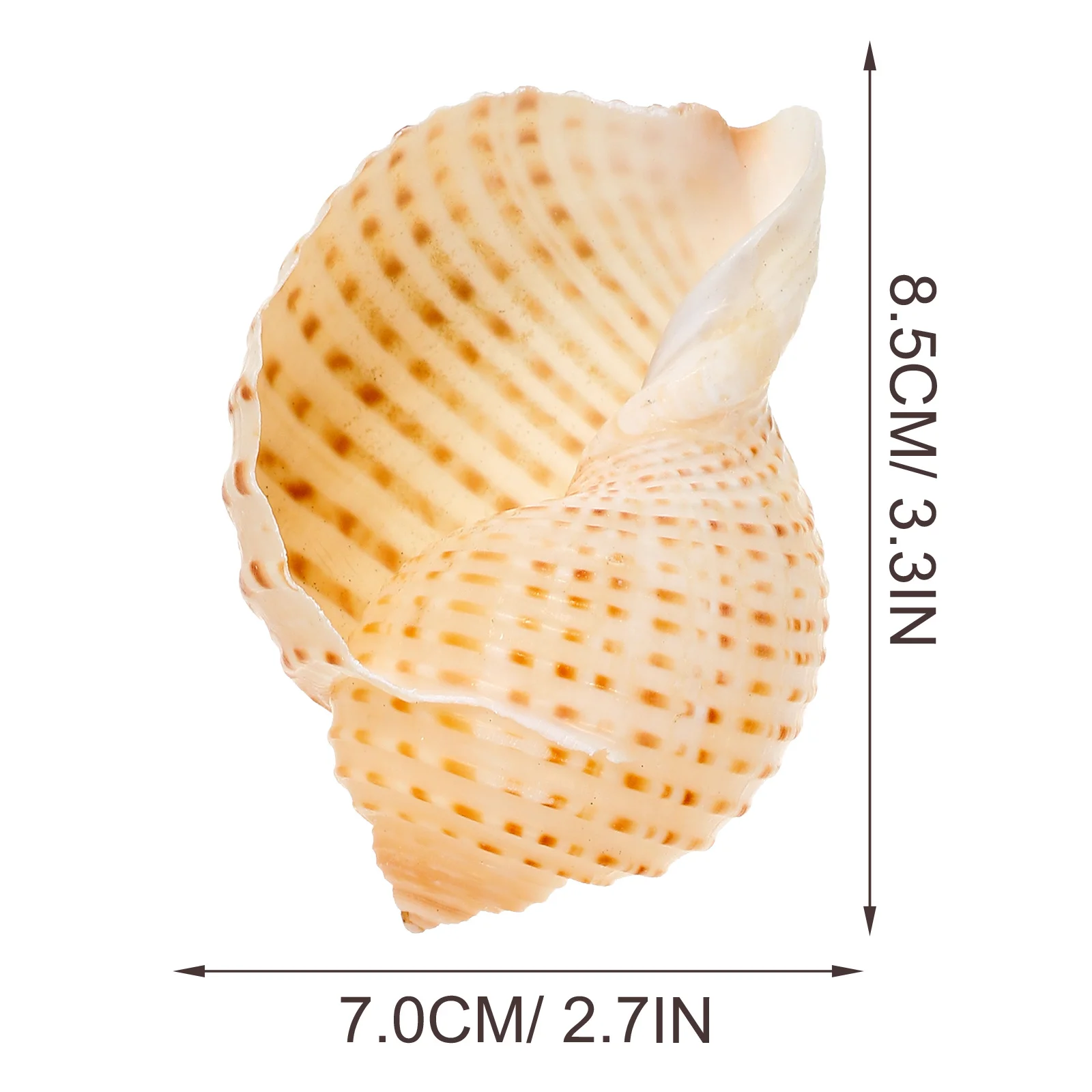 

3Pcs Natural Conch Decorative Shell Aquarium Landscape Fish Tank Craft DIY Creative Delicate Adorn Shell and Conch Landscaping