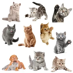 Cute Cat Wall Stickers for Kids Rooms Removable Vinyl Cartoon Animal Kitten Living Room Bedroom Home Decoration Wallpaper Murals