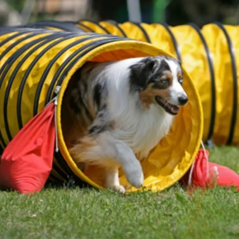 

Race-level pet dog ultra-thick shuttle tunnel anti-ultraviolet agility competition