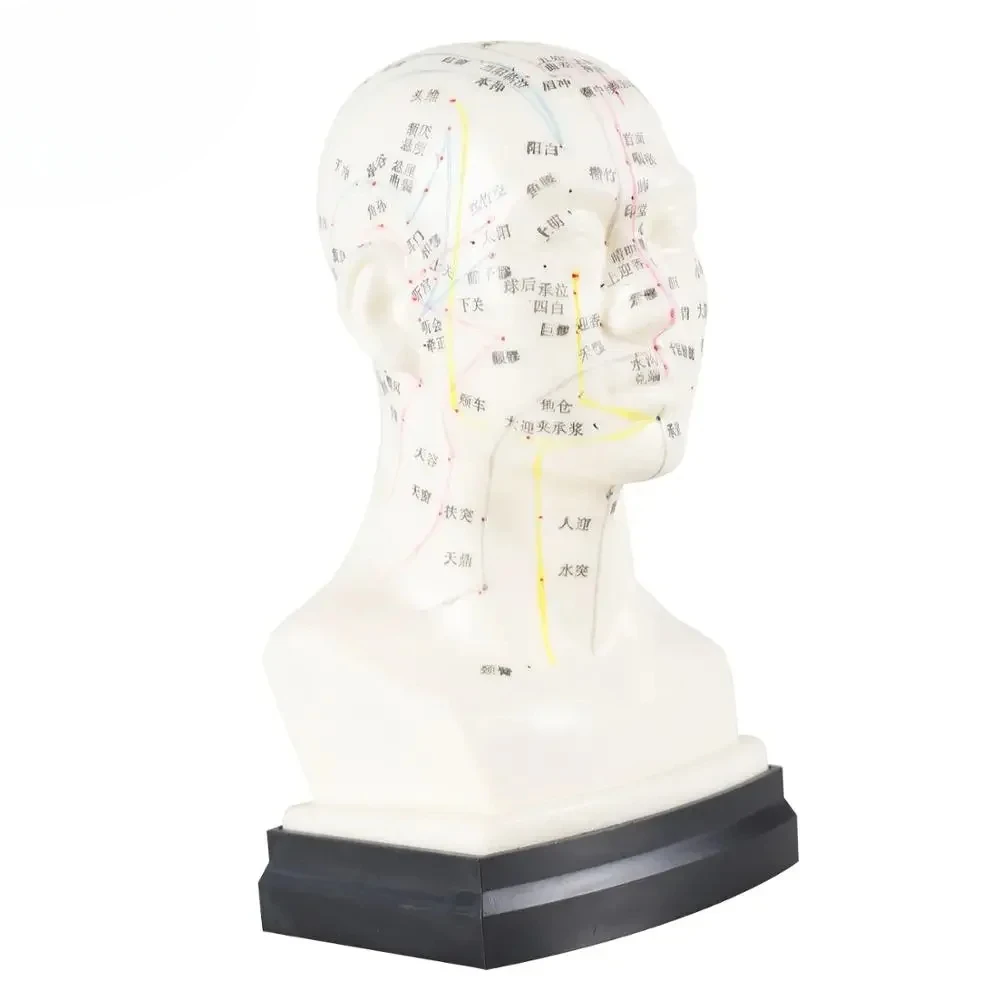 Chinese Acupuncture Model Head Acupuncture Point He Human Acupuncture Point Model Head Meridian