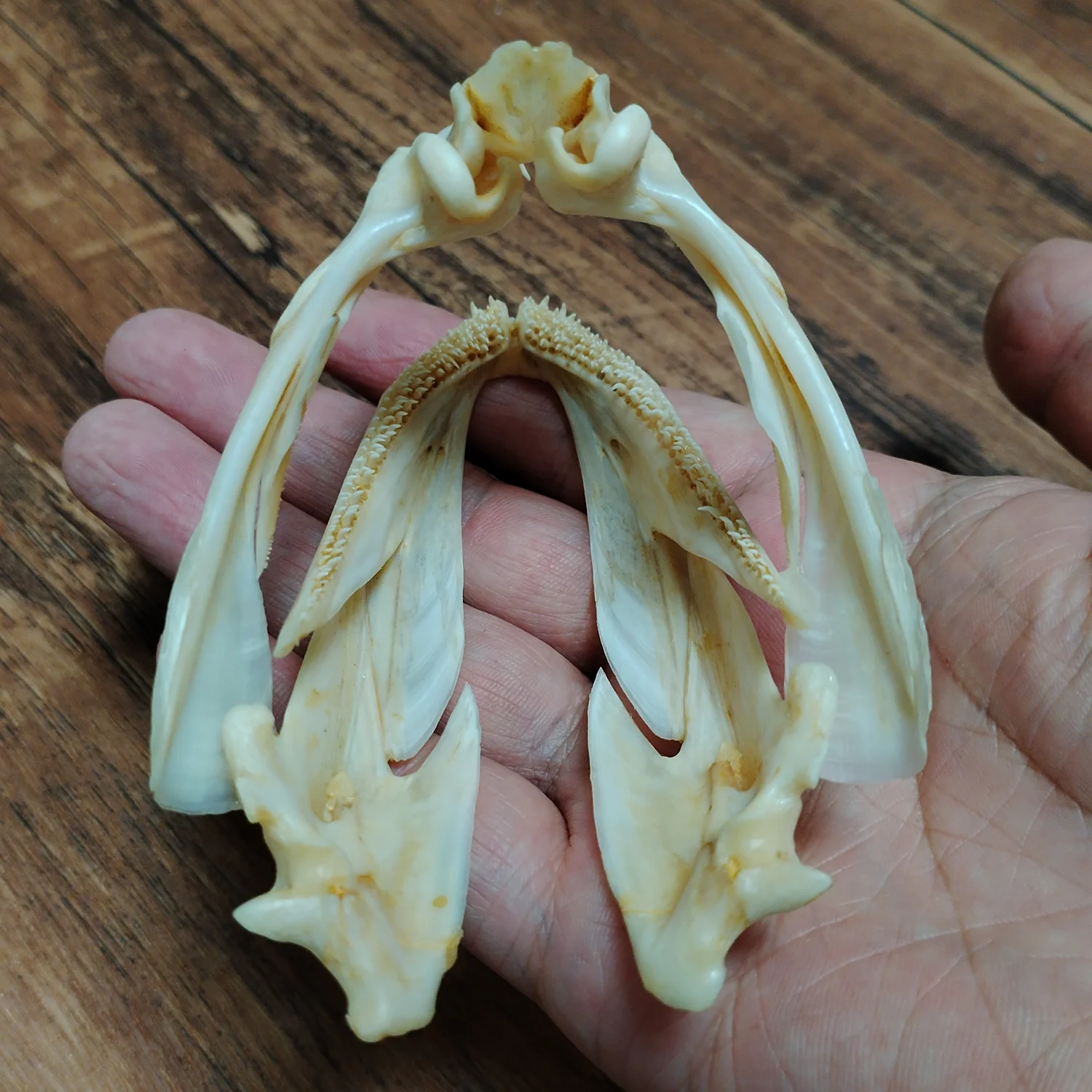 Authentic Groupers Fish Skull Real Epinephelus Specimen Skeleton Animal Bone Taxidermy Science Education Home Ornament Gifts - view 5